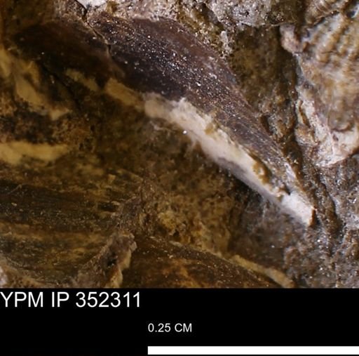 undet. Bivalvia