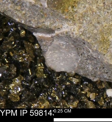 undet. Mollusca