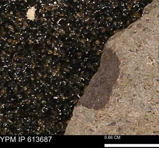 undet. Mollusca