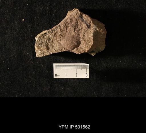 Astartella sp.