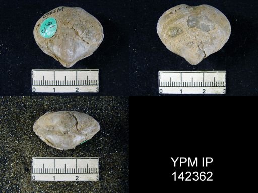 Athyris capillata