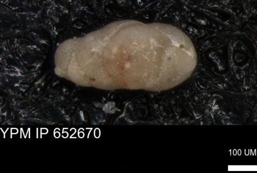 undet. Foraminiferida