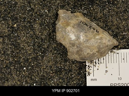 undet. Inoceramidae