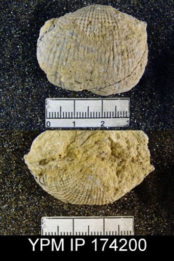Antiquatonia coloradoensis