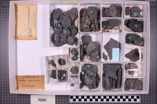 mixed taxa, stratigraphic collection