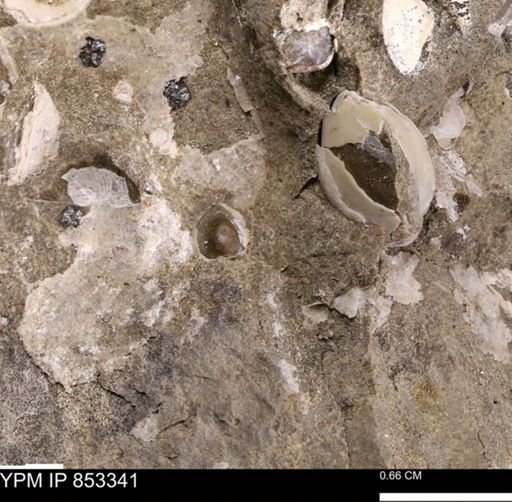 Protocardia sp.