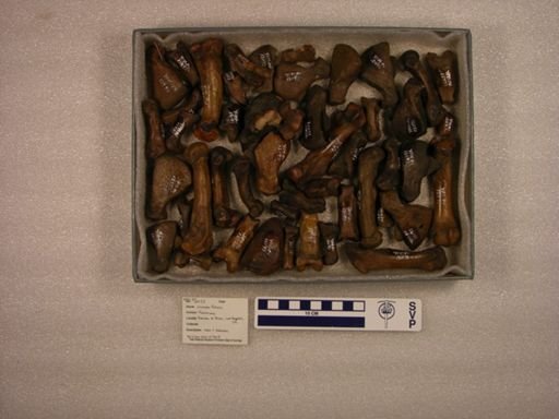 Smilodon fatalis