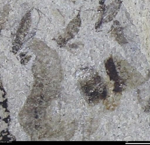 undet. Insecta