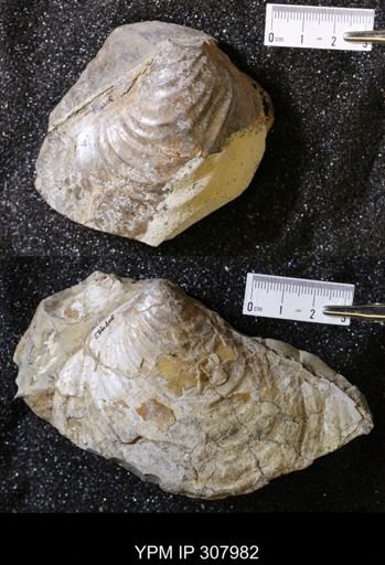 Inoceramus sp.