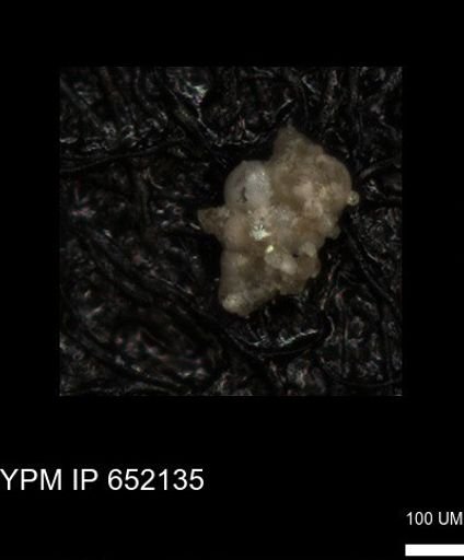 undet. Heterohelicidae