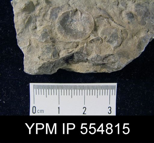 Rhipidomella uberis