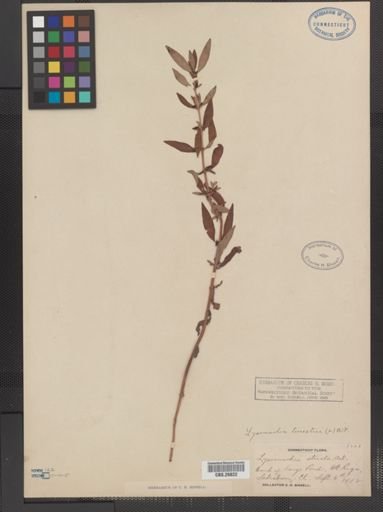 Plantae