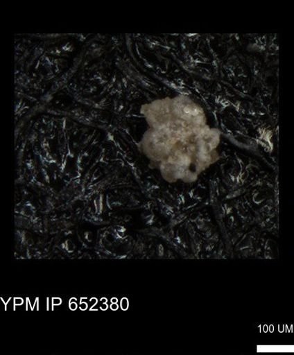 undet. Rugoglobigerinidae