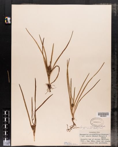 Plantae