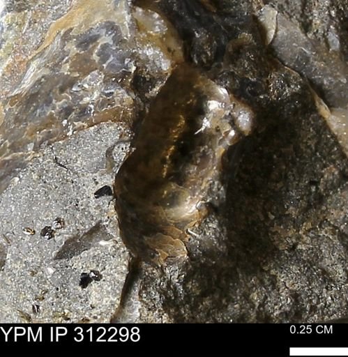 undet. Ammonoidea