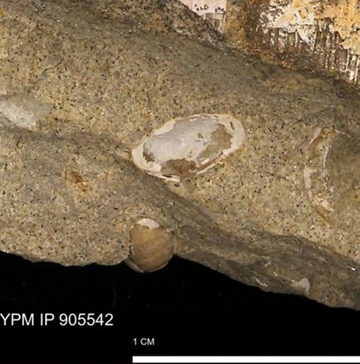 undet. Bivalvia