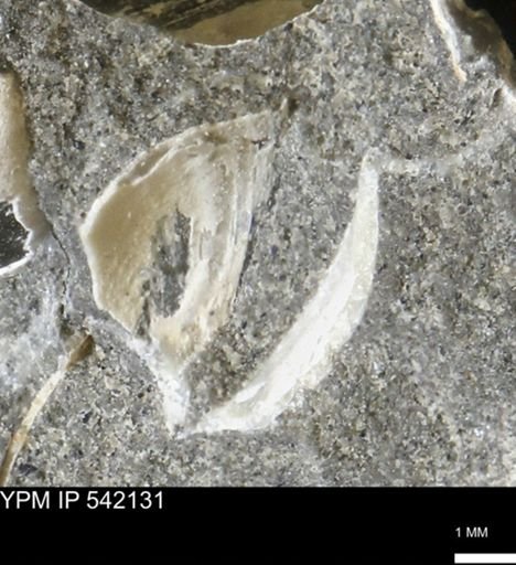 Limopsis striatopunctatus