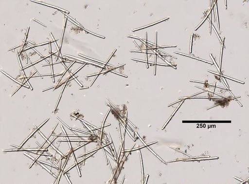 Iophon nigricans