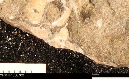 undet. Mollusca
