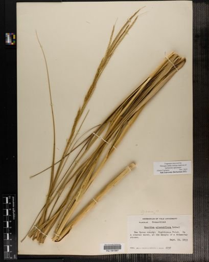 Plantae