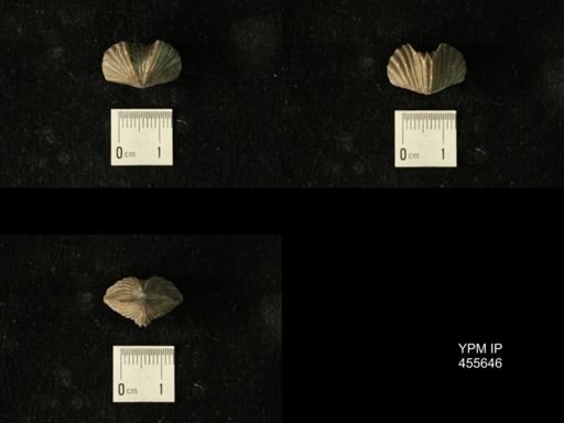 Platystrophia profundsulcata
