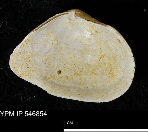 Cumingia tellinoides