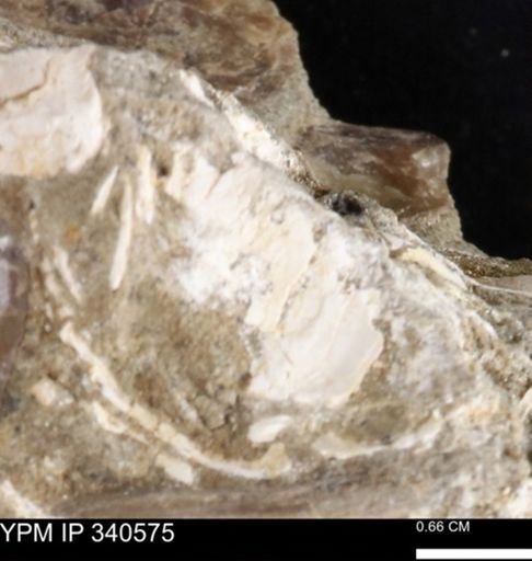 Ostrea glabra