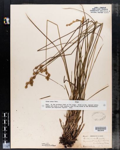 Carex aenea