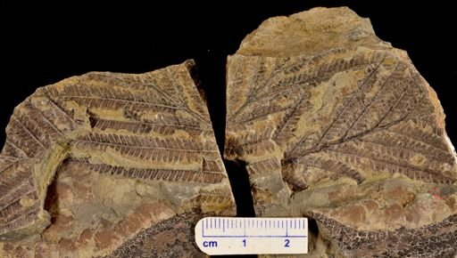 Calcaropteris boeselii