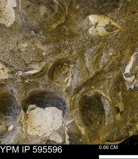Protocardia sp.