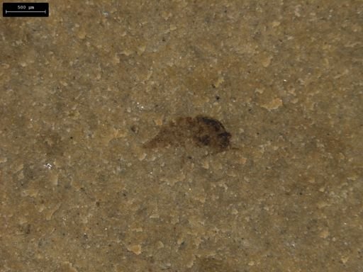 Diptera?