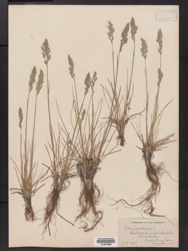 Poa pratensis