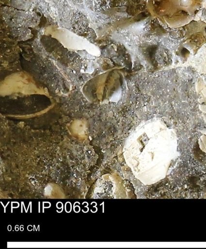 undet. Bivalvia