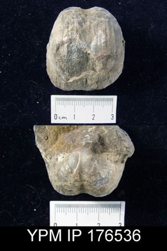 Horridonia (Pleurohorridonia) scoresbyensis