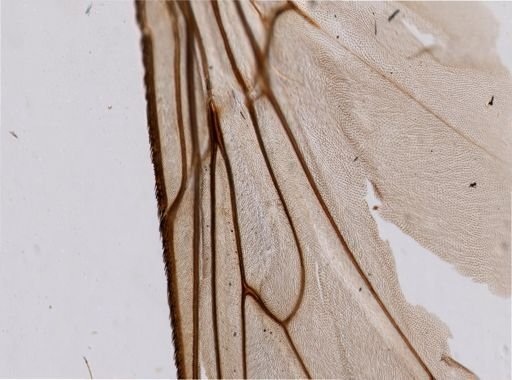 Glossina palpalis