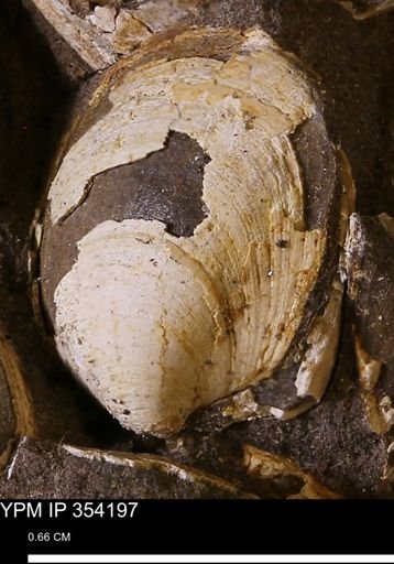 undet. Bivalvia
