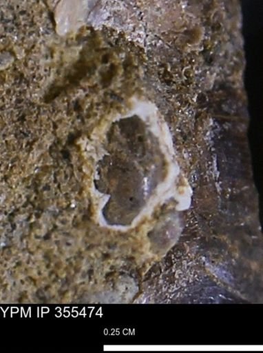 Mollusca