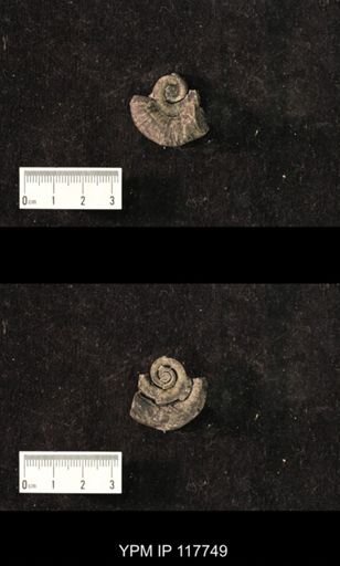 Ecculiomphalus colligatus