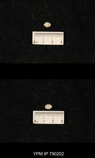 Derbyia sp.