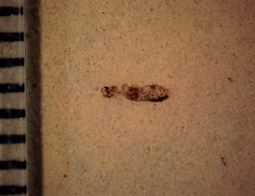 undet. Staphylinidae