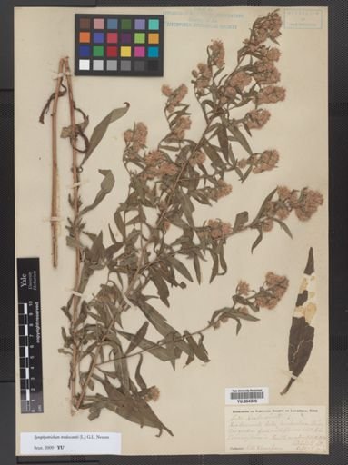 Symphyotrichum tradescantii