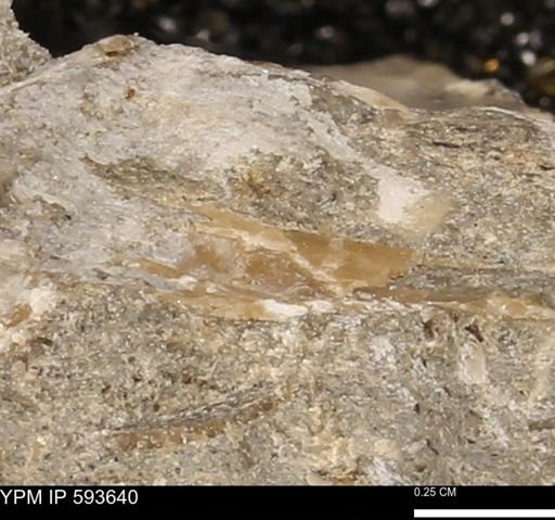 undet. Mollusca