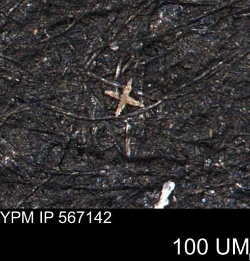 undet. Porifera