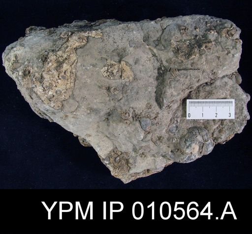 Productus hessensis