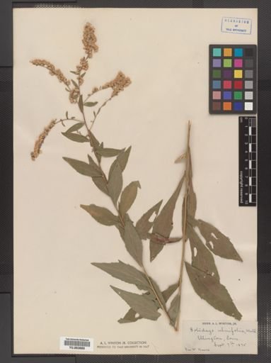 Solidago ulmifolia