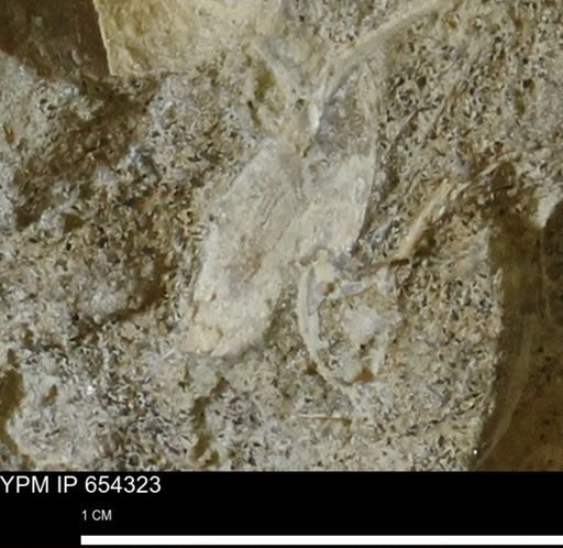 Mollusca