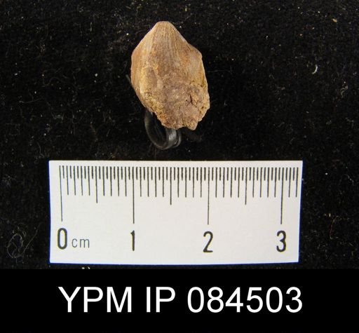 Parmorthis elegantula