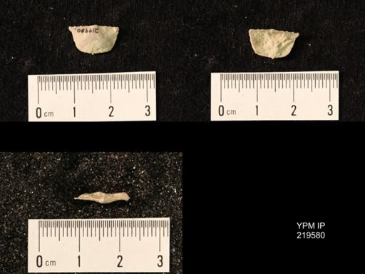 Chonetes granulifer