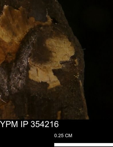 undet. Bivalvia