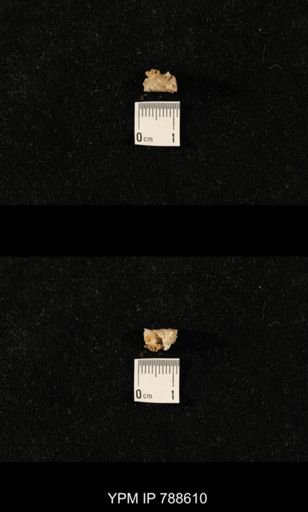 taxon undetermined